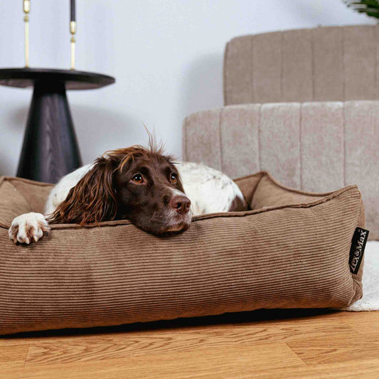 De slaapbehoefte van een hond.