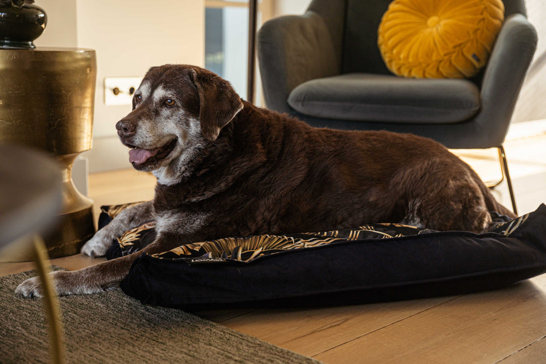 Wat is een orthopedisch hondenkussen?