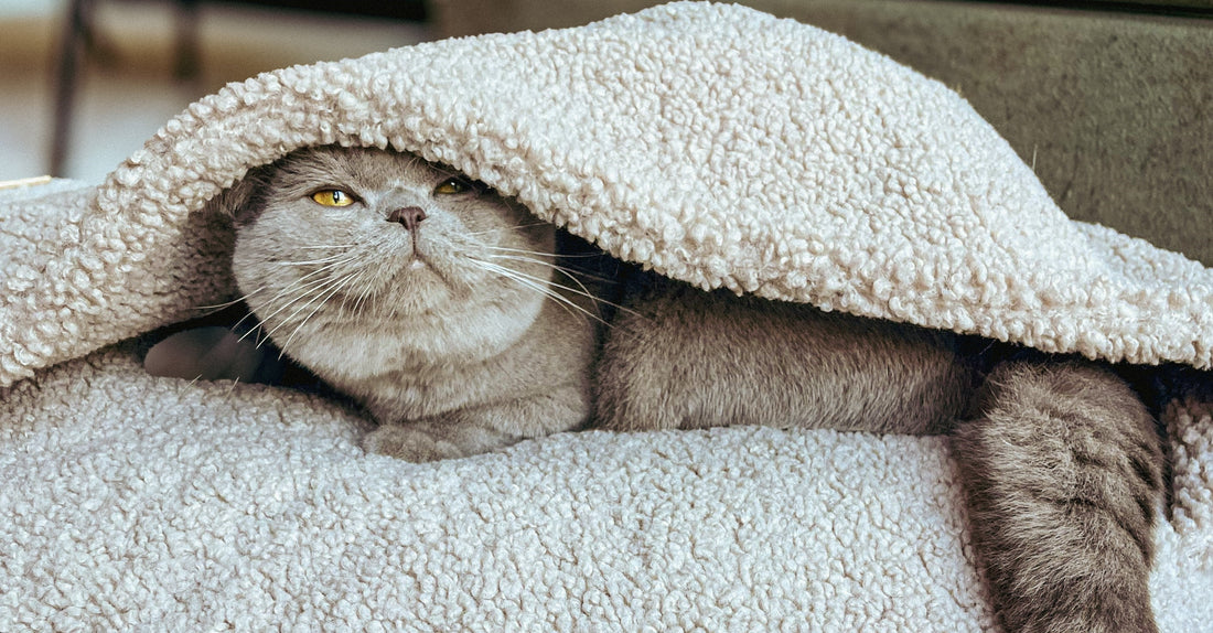 Waarom slaapt mijn kat zo veel?