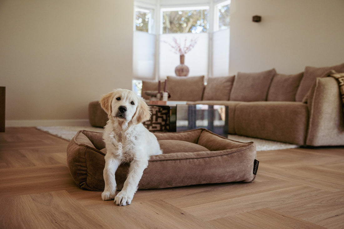 Waar zet je de hondenmand neer?