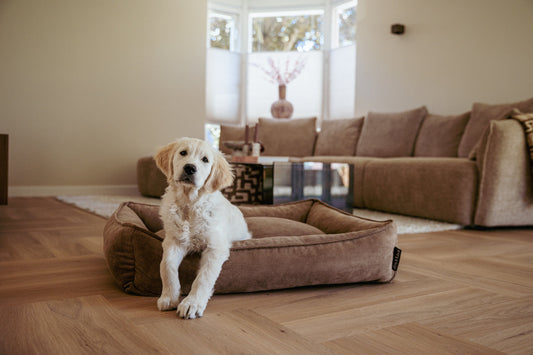 Waar zet je de hondenmand neer?