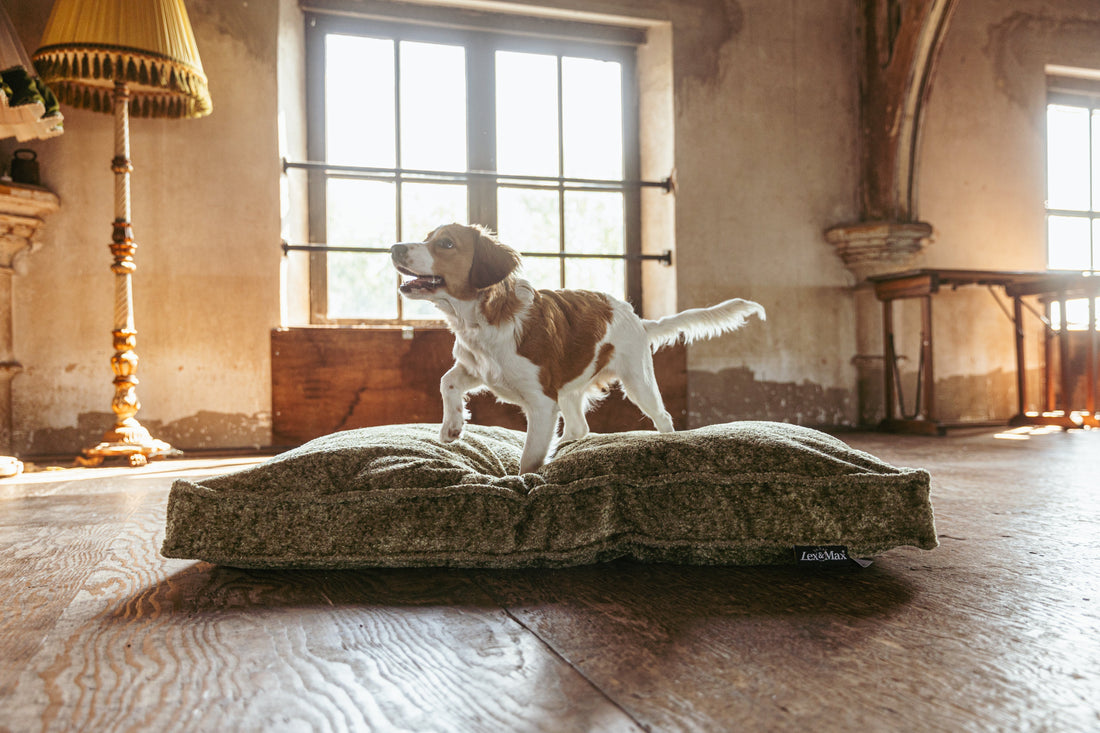 Hoe zorg je ervoor dat je puppy zich snel thuis voelt?