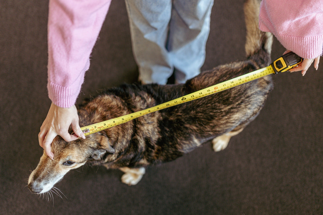 Hoe weet ik welke maat hondenmand of kussen ik moet hebben?