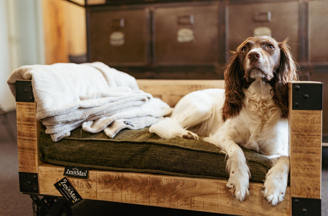 Waar moet je op letten bij een verhuizing met je huisdier?