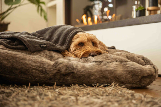 Kan een hond het koud hebben?