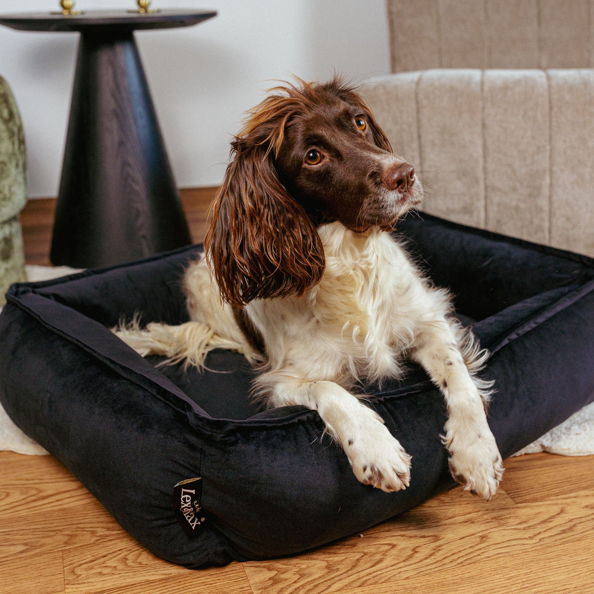 Zwarte hondenmand van fluweel met hond in de woonkamer