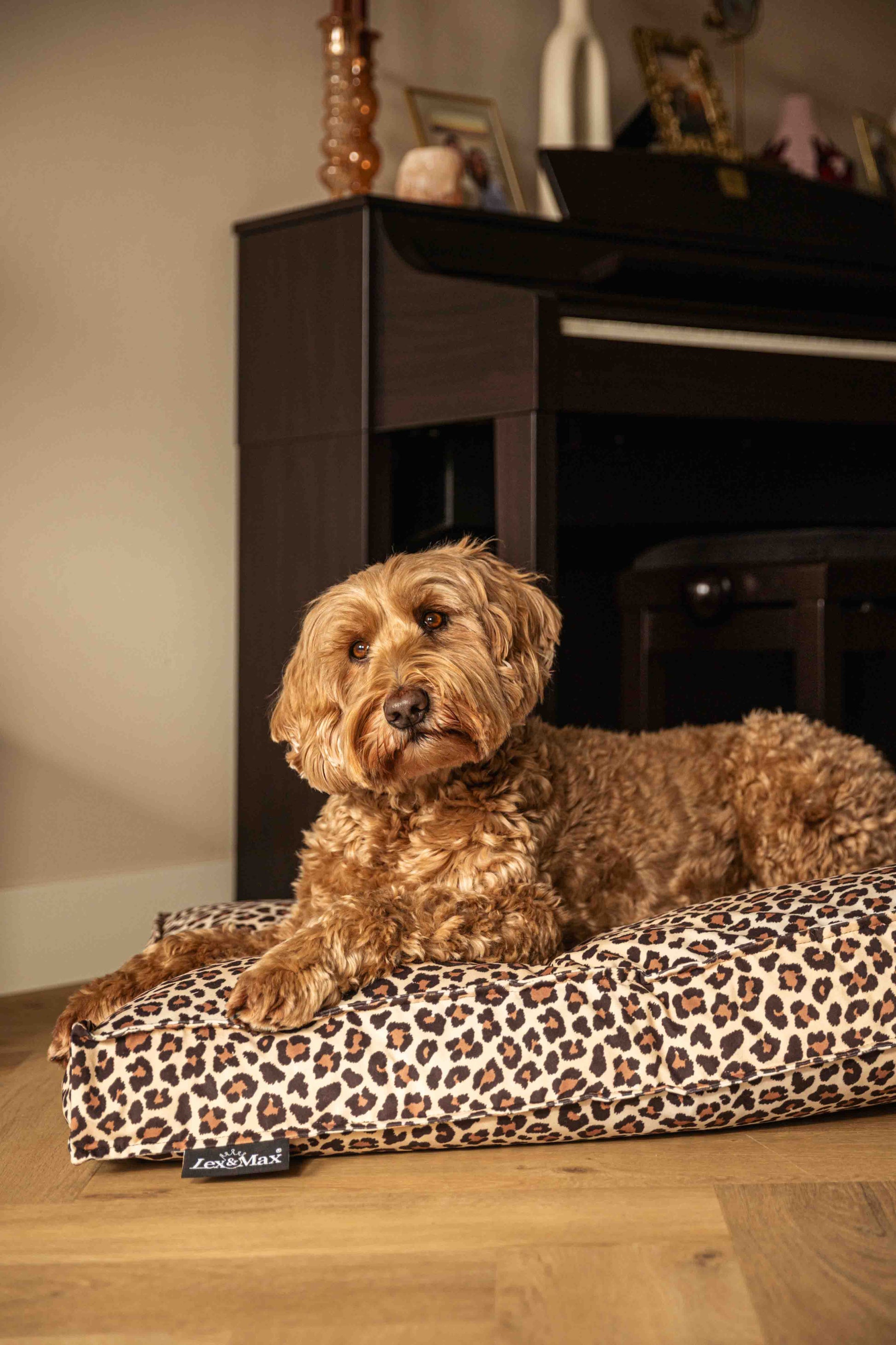 Sfeerbeeld van hond liggend op hondenmatras met panterprint.