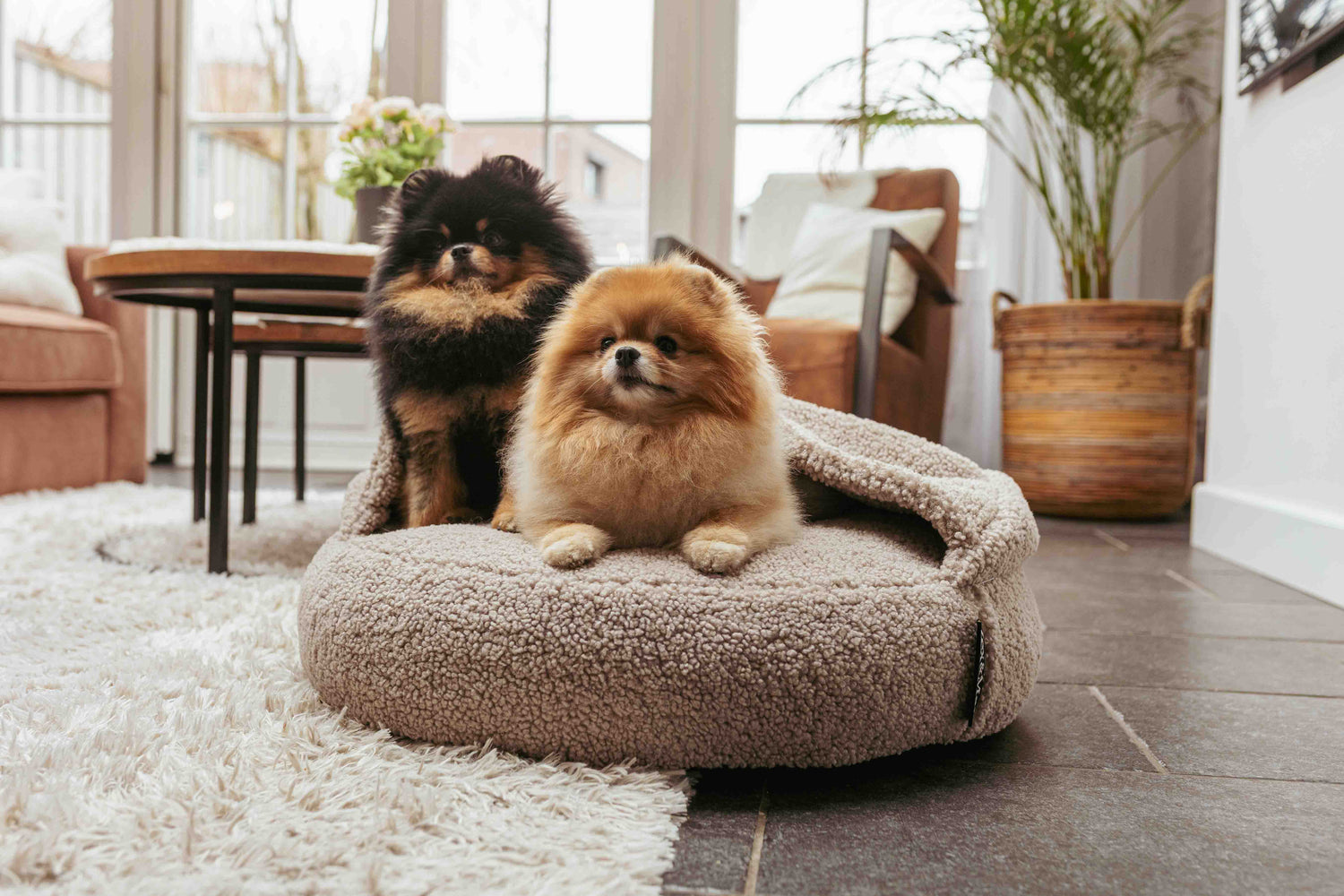 Twee honden op rond hondenkussen met bevestigd dekentje.