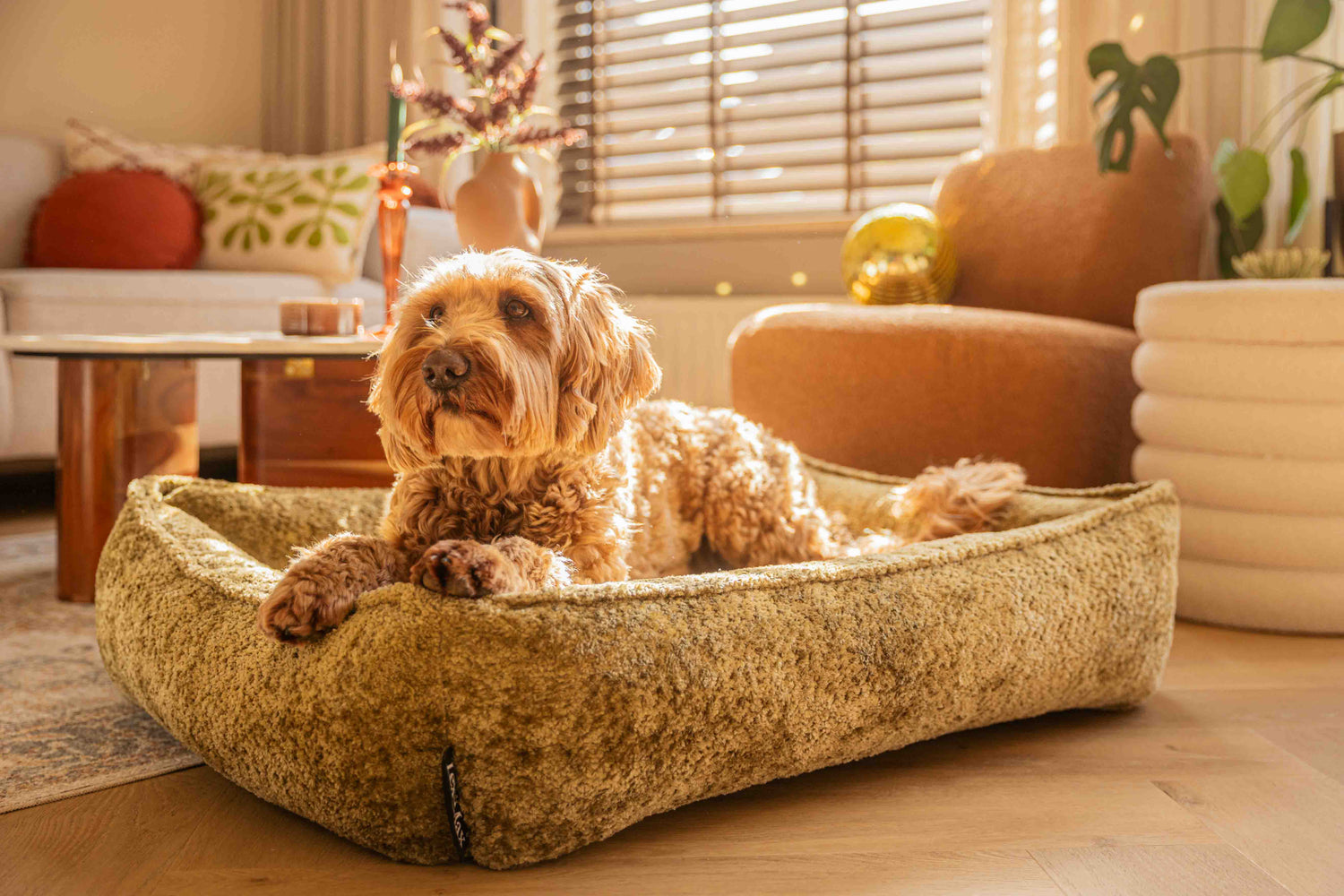 Hond in groene bouclé hondenmand.