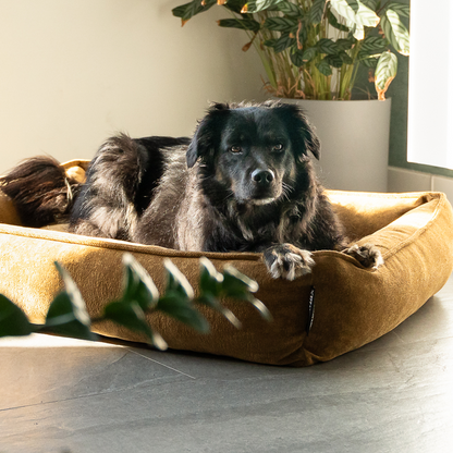 Lex&Max Sydney - Hundebett - Orthopädisch - Honiggelb