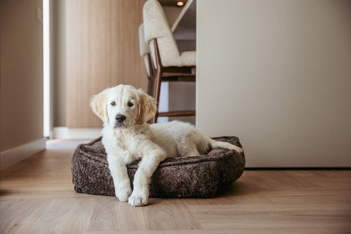puppy rust in een Lex&Max mand