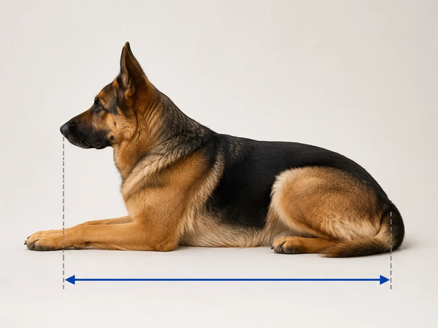 Hoe meet je je hond op: van neus tot staartwortel